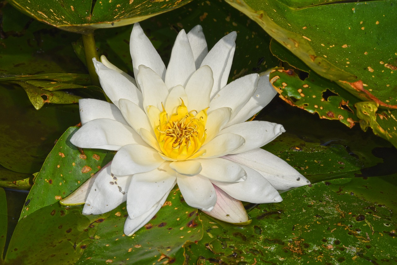 water lily  aquatic herb  plant free photo