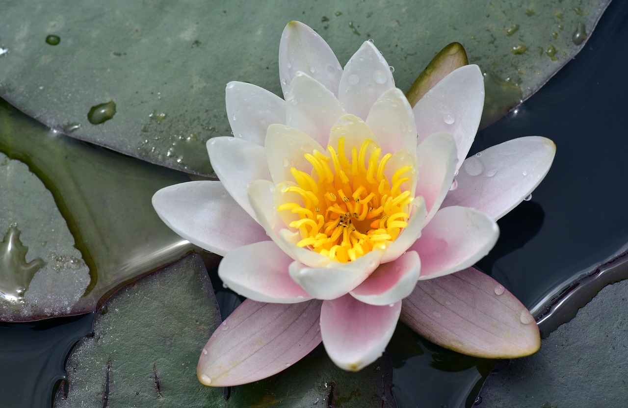 water lily  white  pond free photo