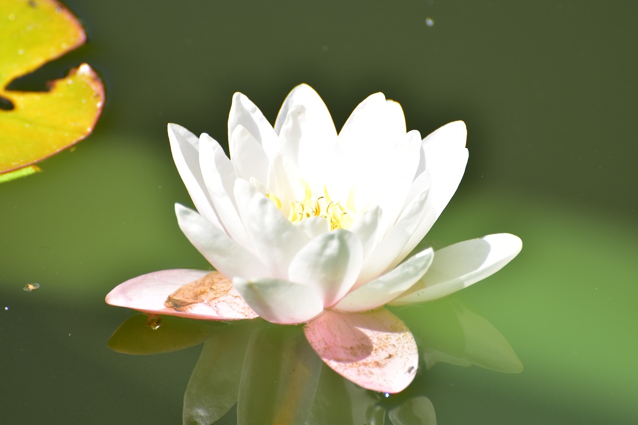 water lily  water  pond free photo