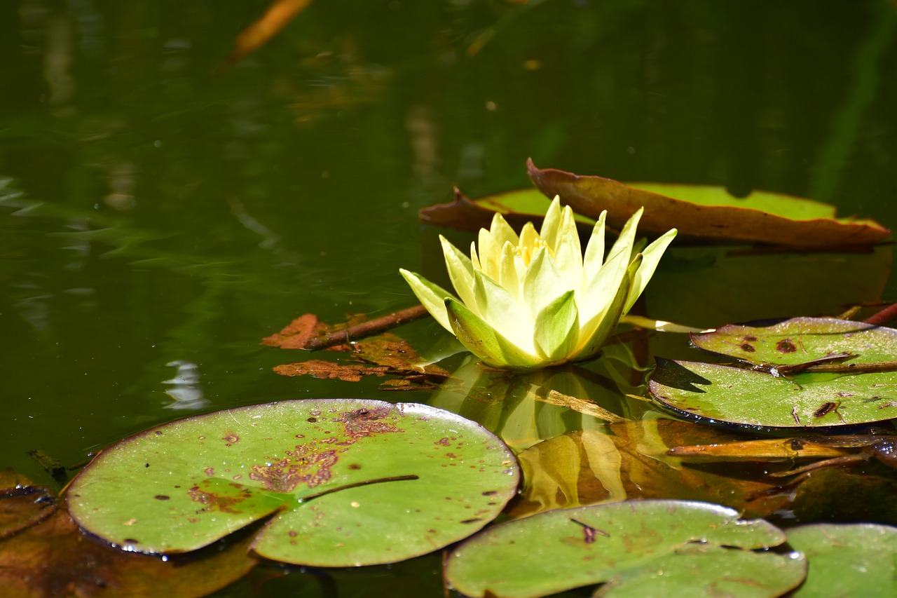 water lily  white  pond free photo