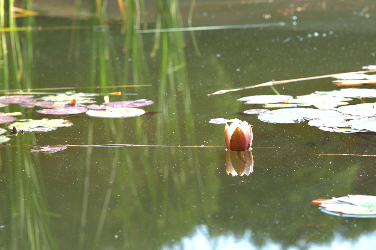 water lily  flower  nuphar lutea free photo