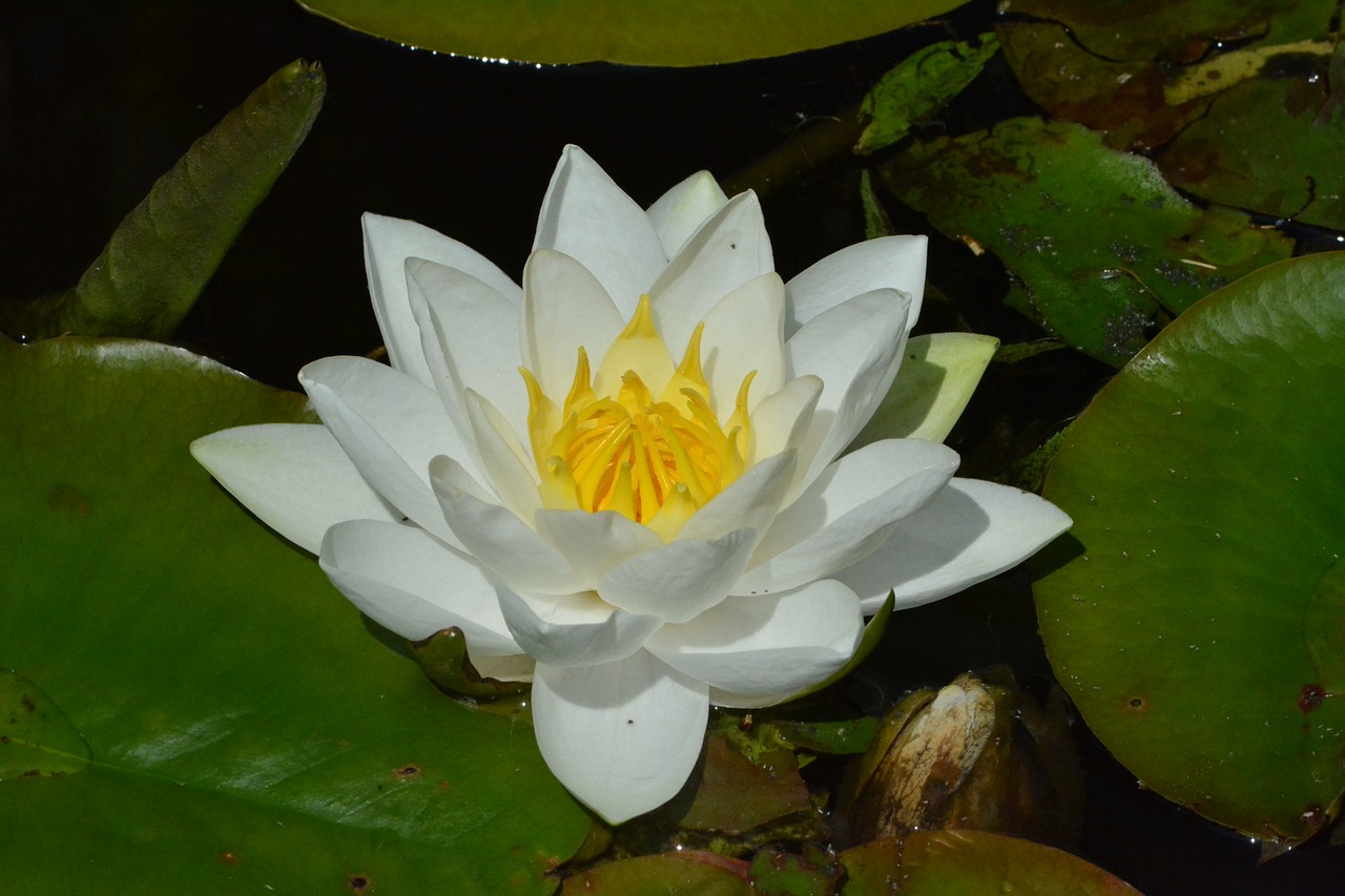 water lily  pond  white free photo