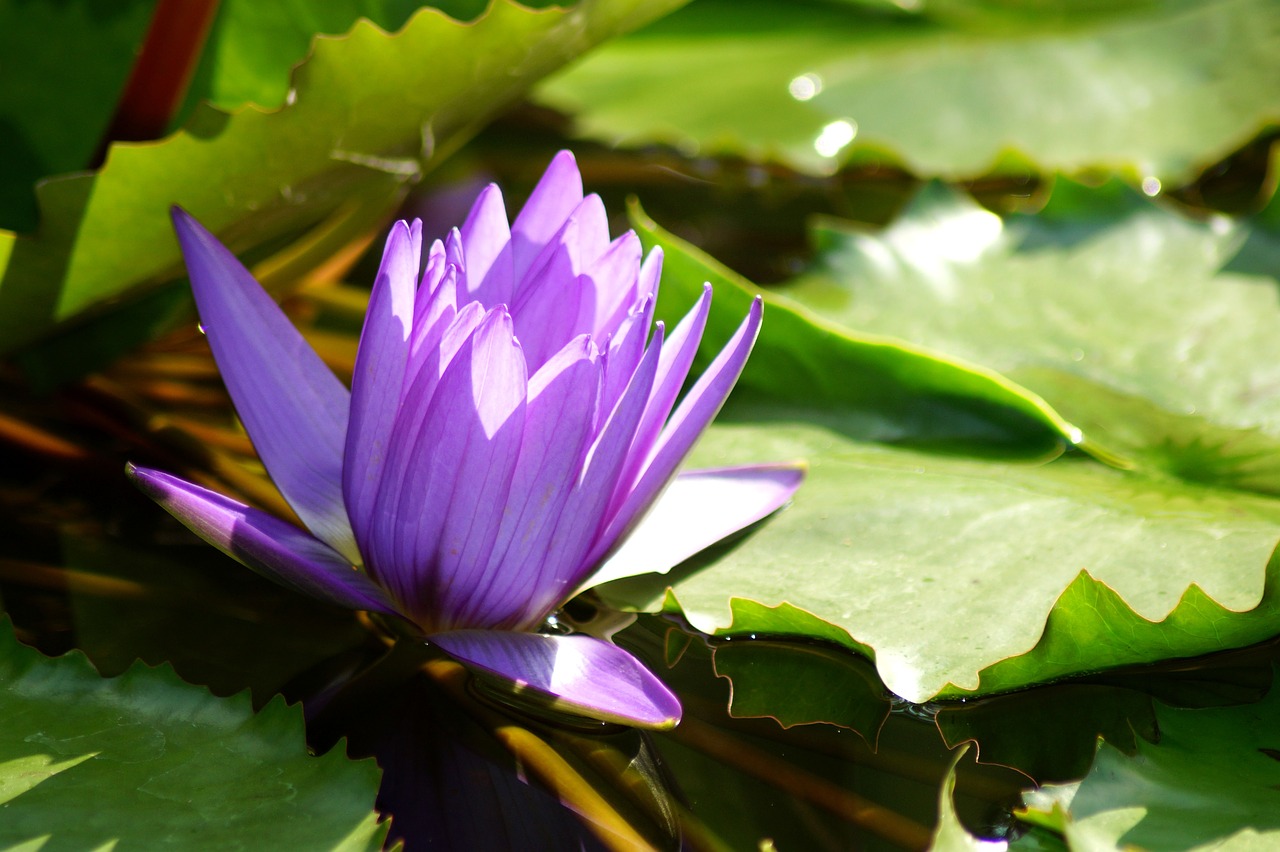 water lily  flower  nymphaea free photo