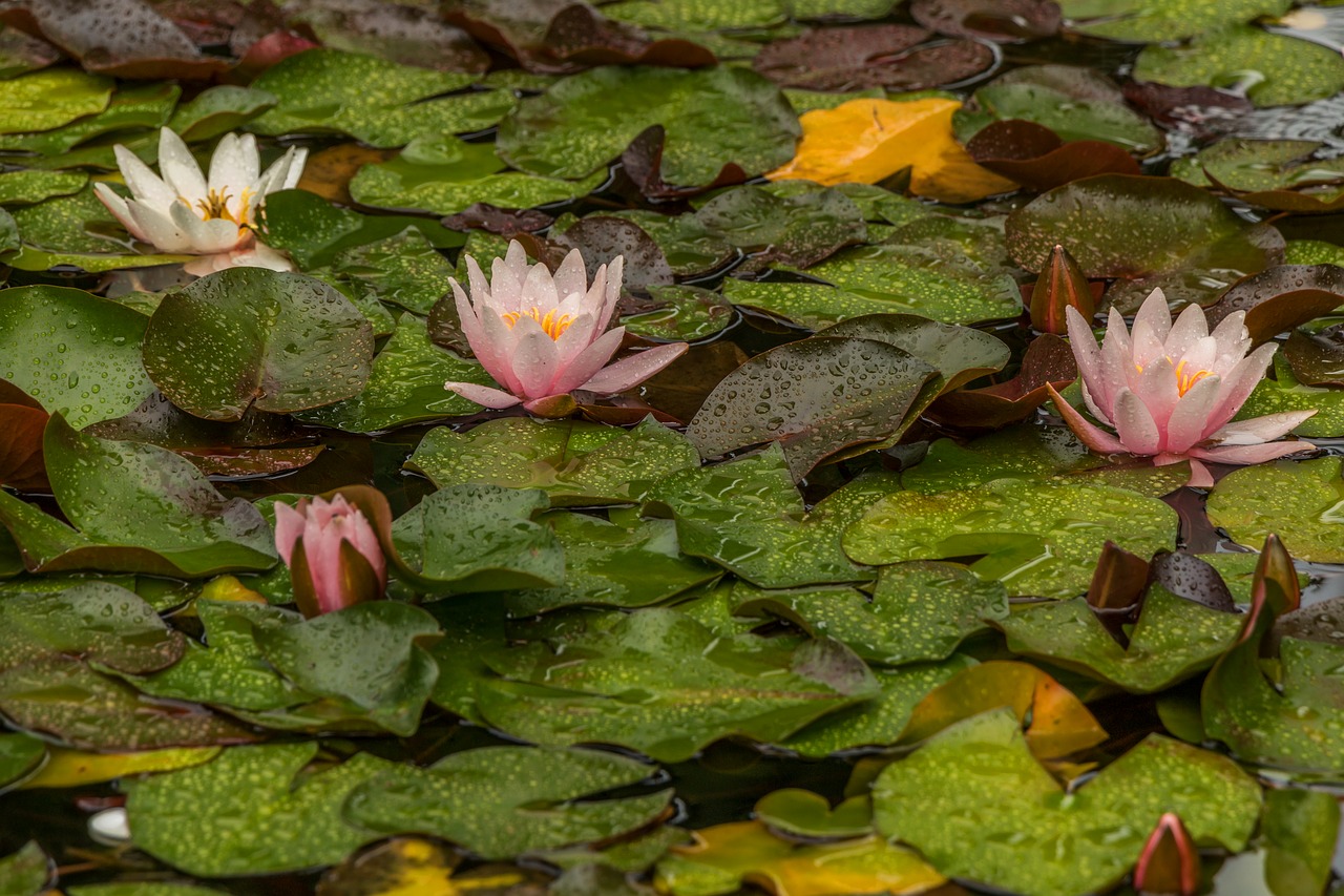 water lily  water  pond free photo