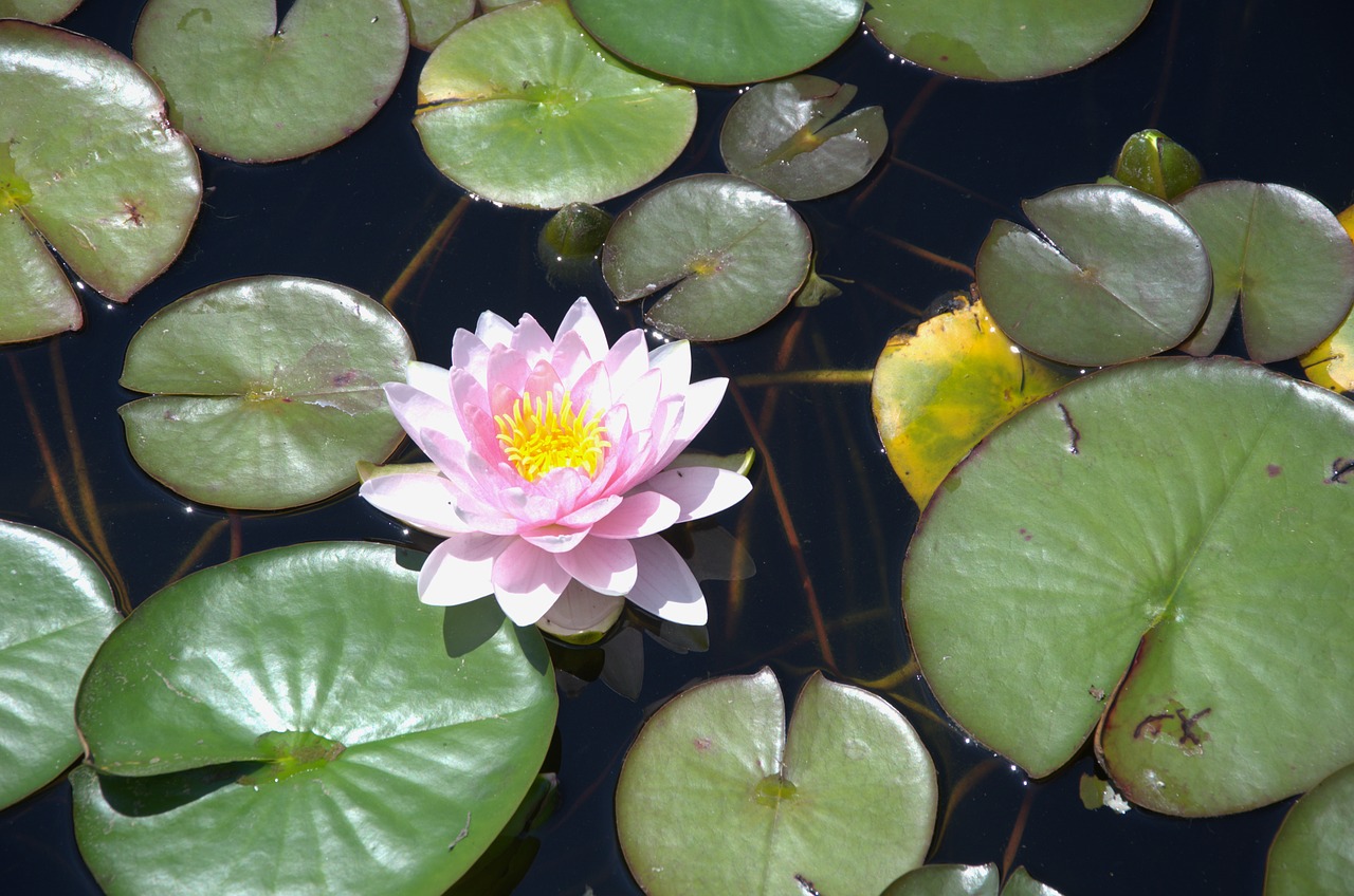 water lily  outdoors  flower free photo