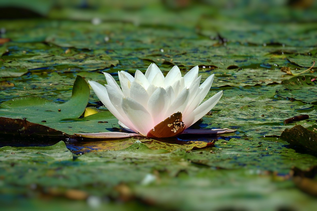 water lily  the beauty of nature  nature free photo