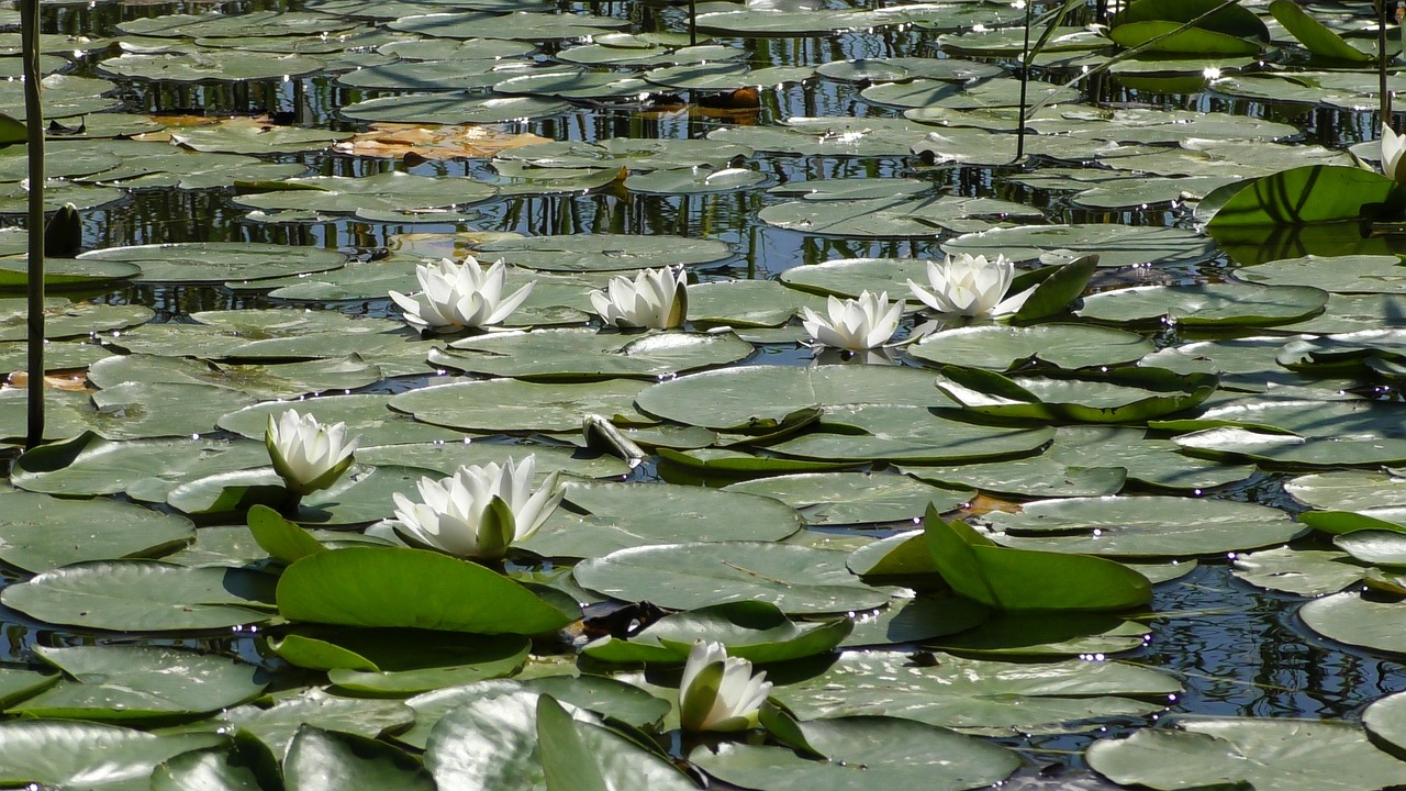 water lily  roses  pond free photo