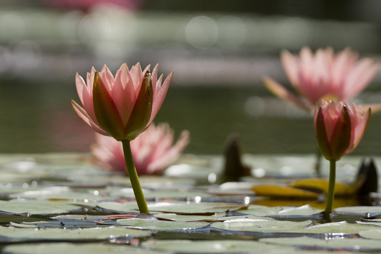 water lily  pond  luisenpark free photo