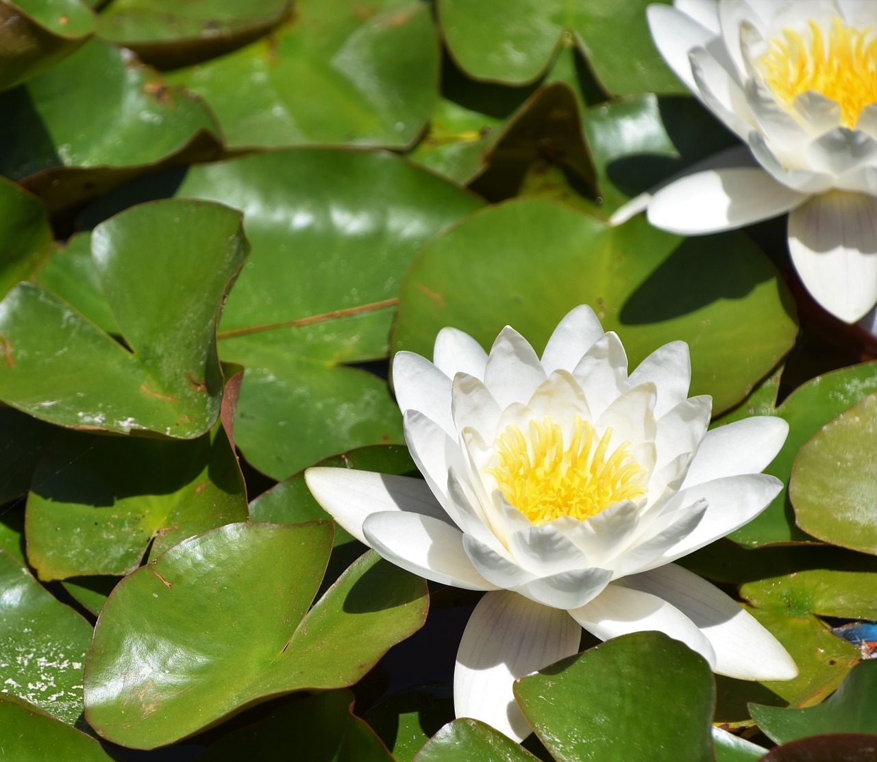 water lily  flower  leaves free photo