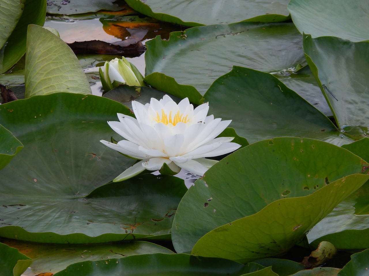 water lily  green  water free photo