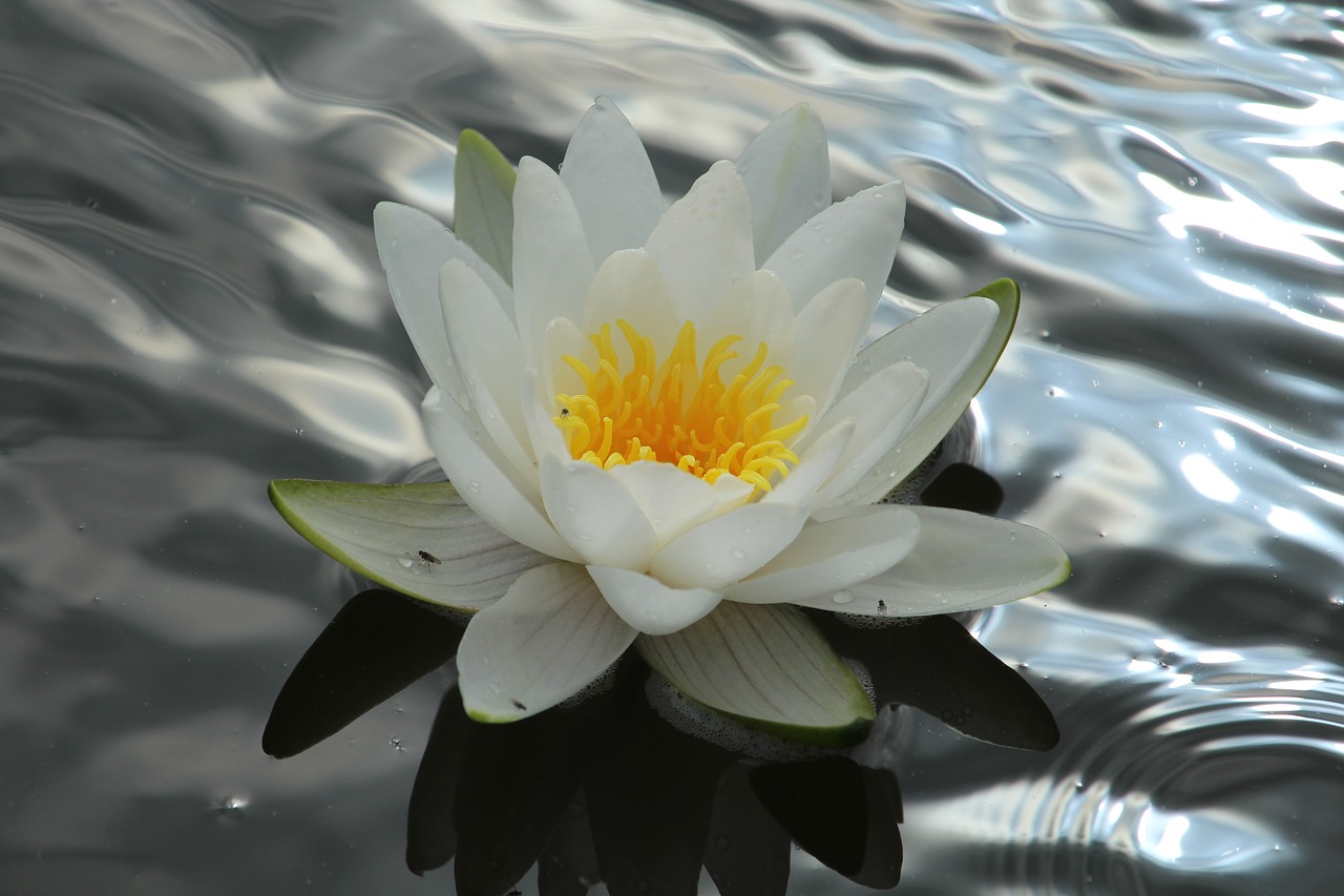 water lily  nuphar lutea  white free photo