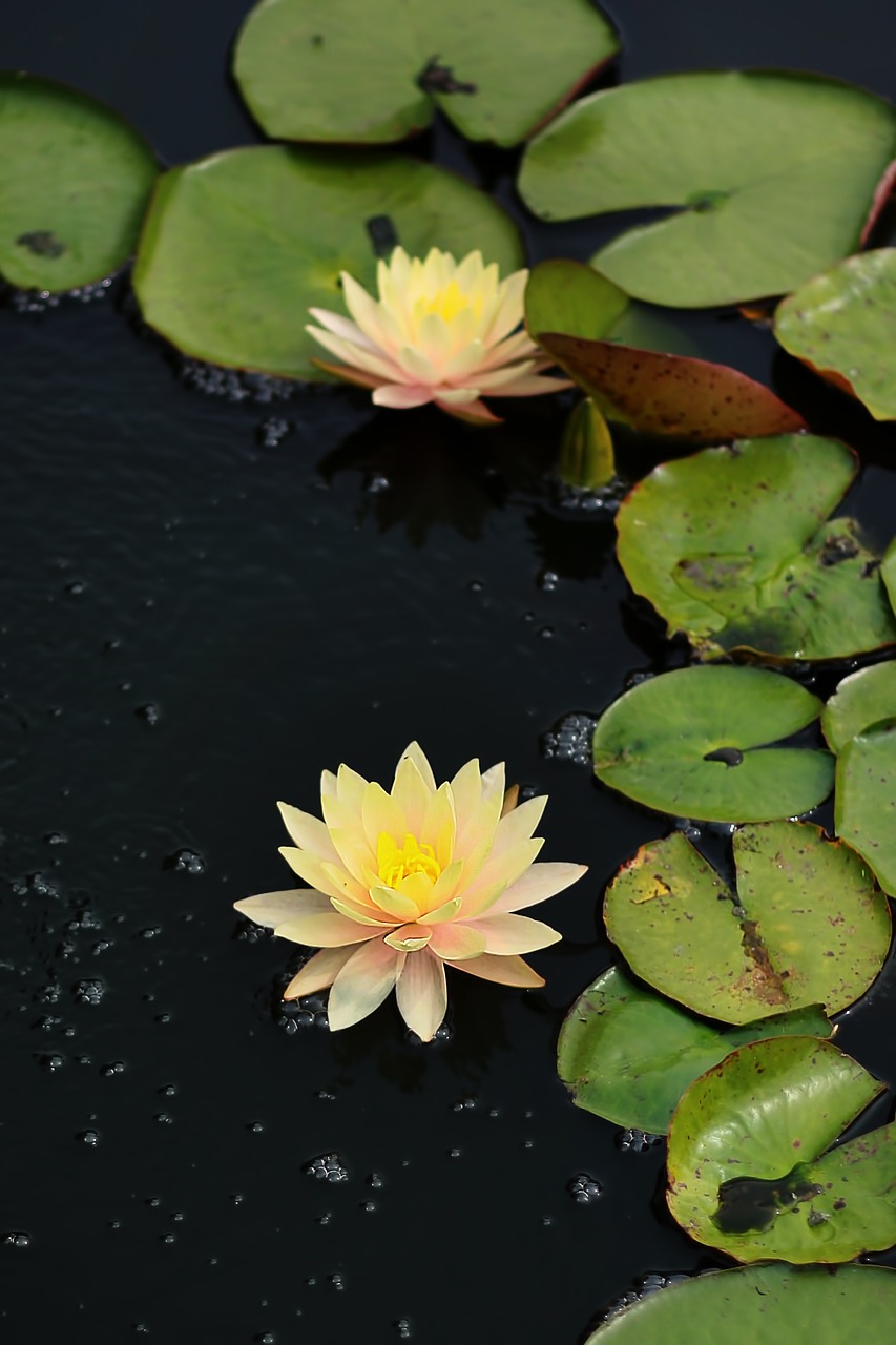 water lily  flower  nature free photo