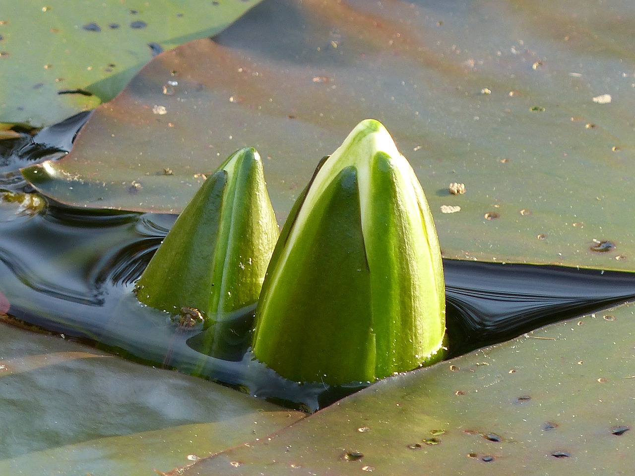 water lily pond greenhouse nuphar free photo