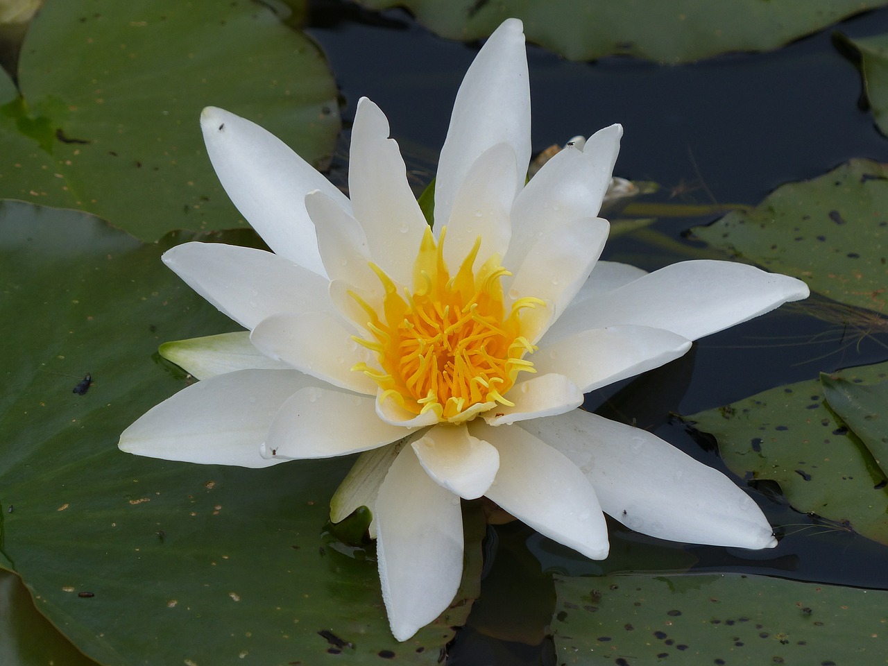 water lily pond plant water free photo