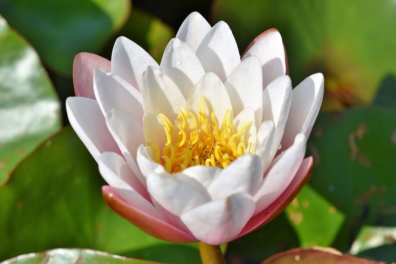 water lily  aquatic plant  blossom free photo