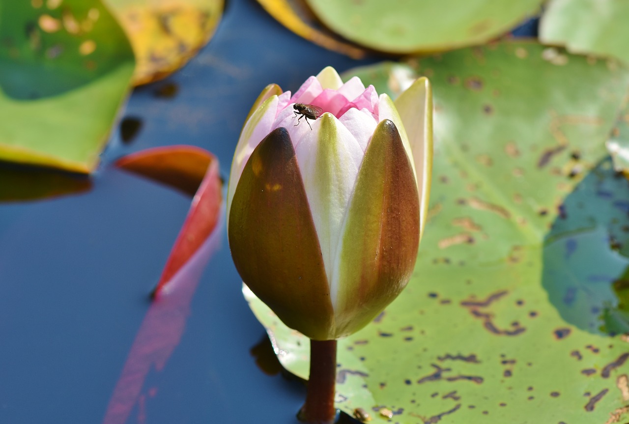 water lily  aquatic plant  blossom free photo