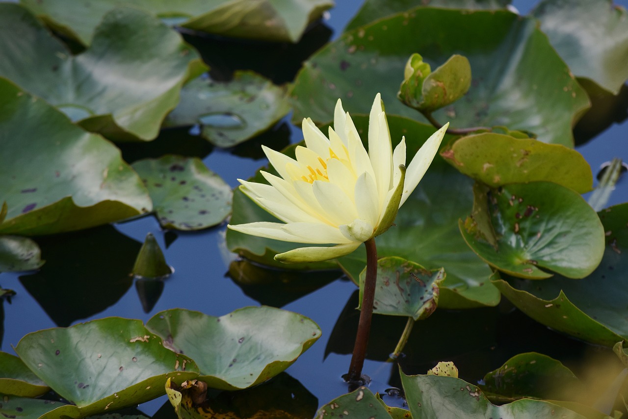 water lily  aquatic  vegetation free photo