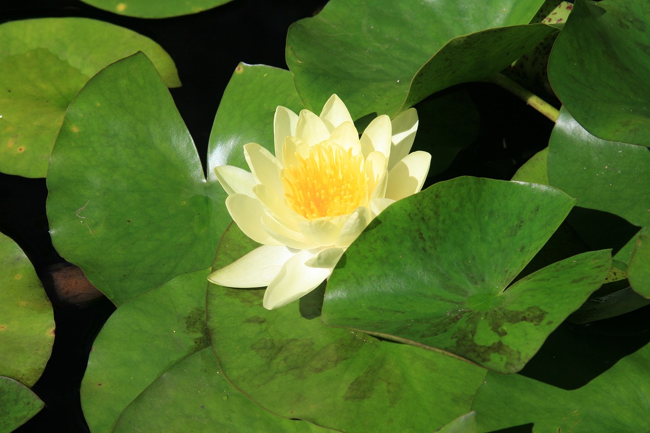 water lily  flower  pond free photo