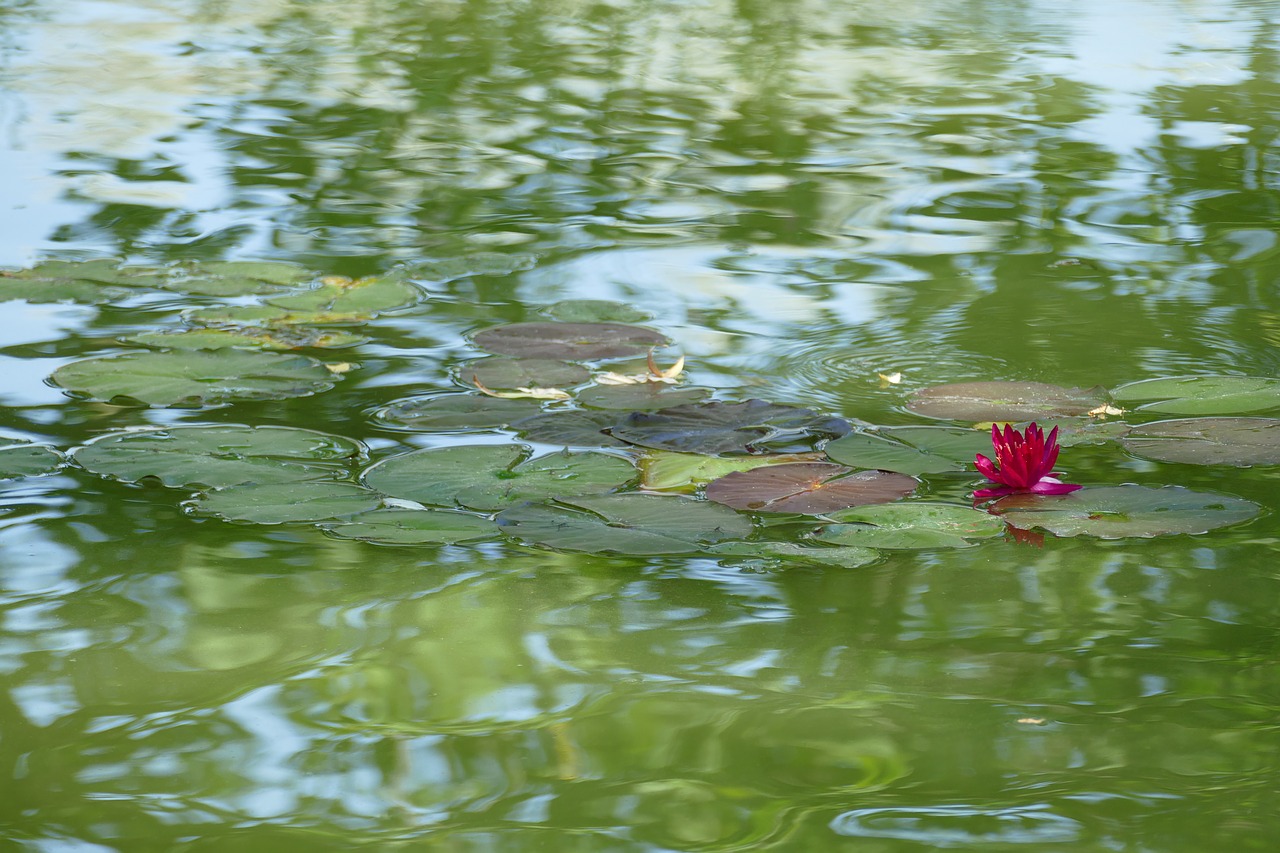 water lily  nymphaea  aquatic plant free photo