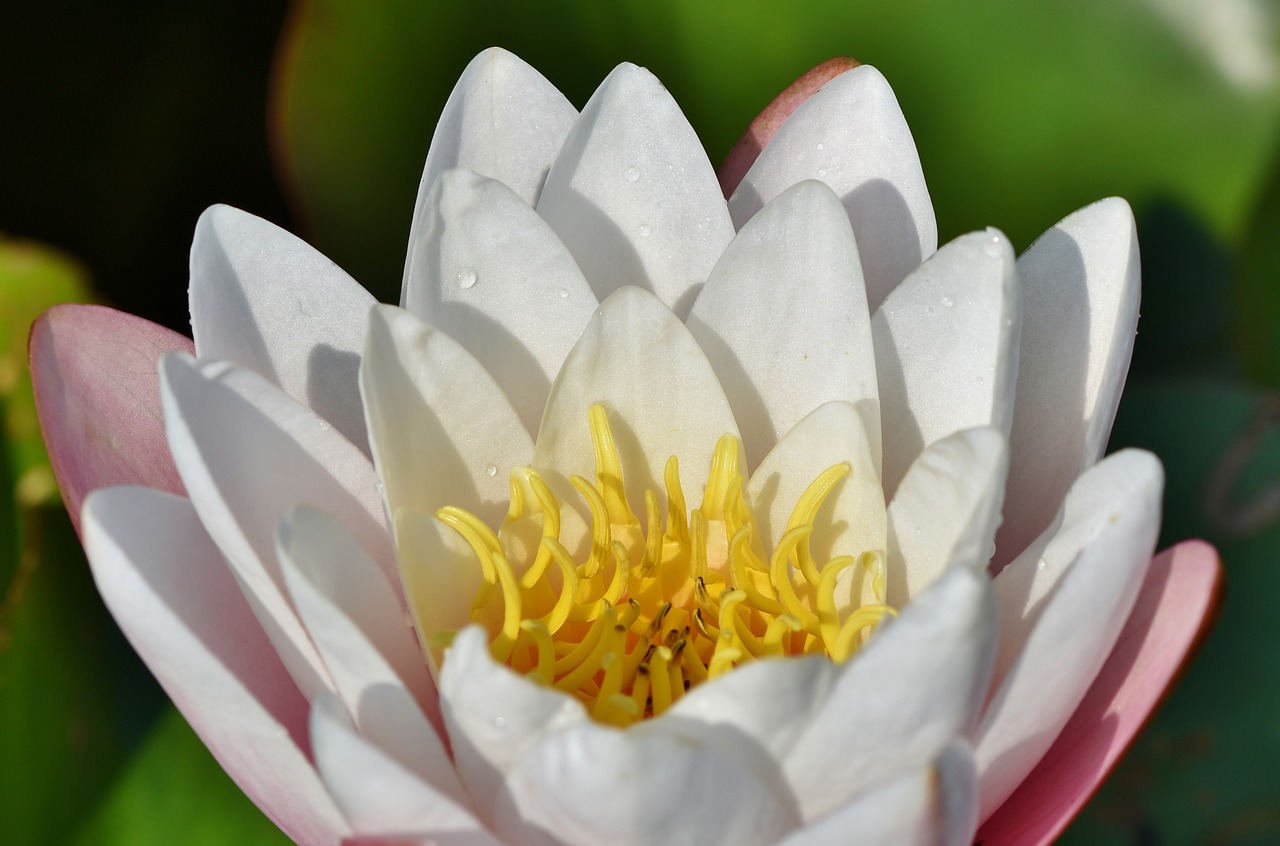 water lily  aquatic plant  blossom free photo