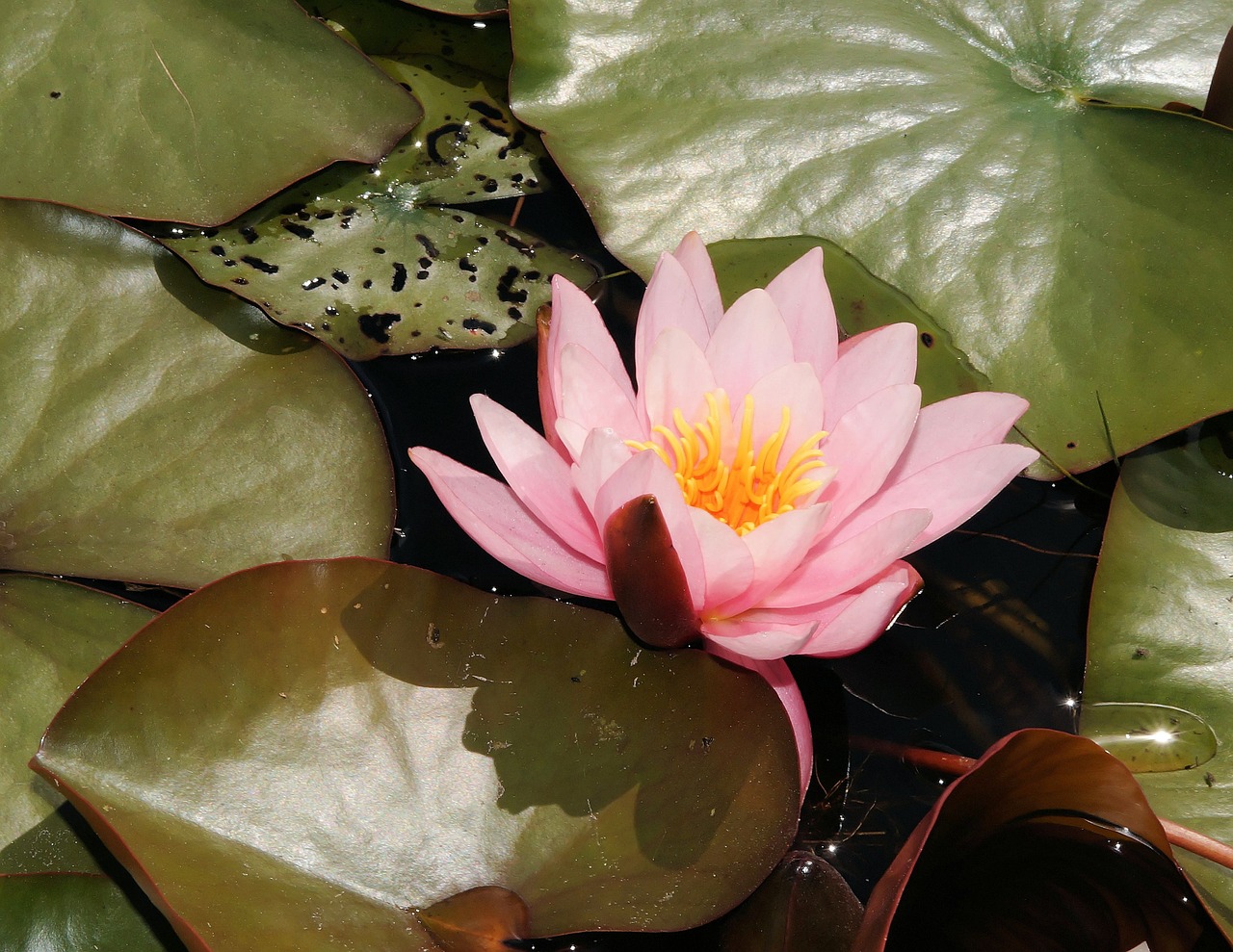 water lily blossom bloom free photo