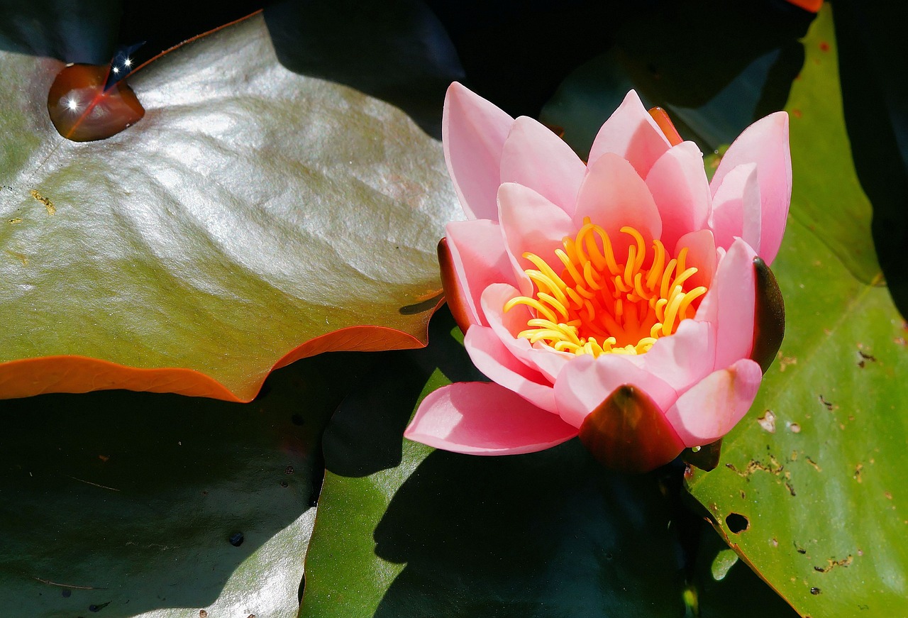 water lily blossom bloom free photo