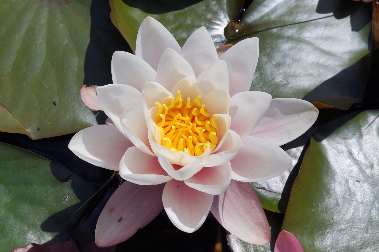 water lily blossom bloom free photo