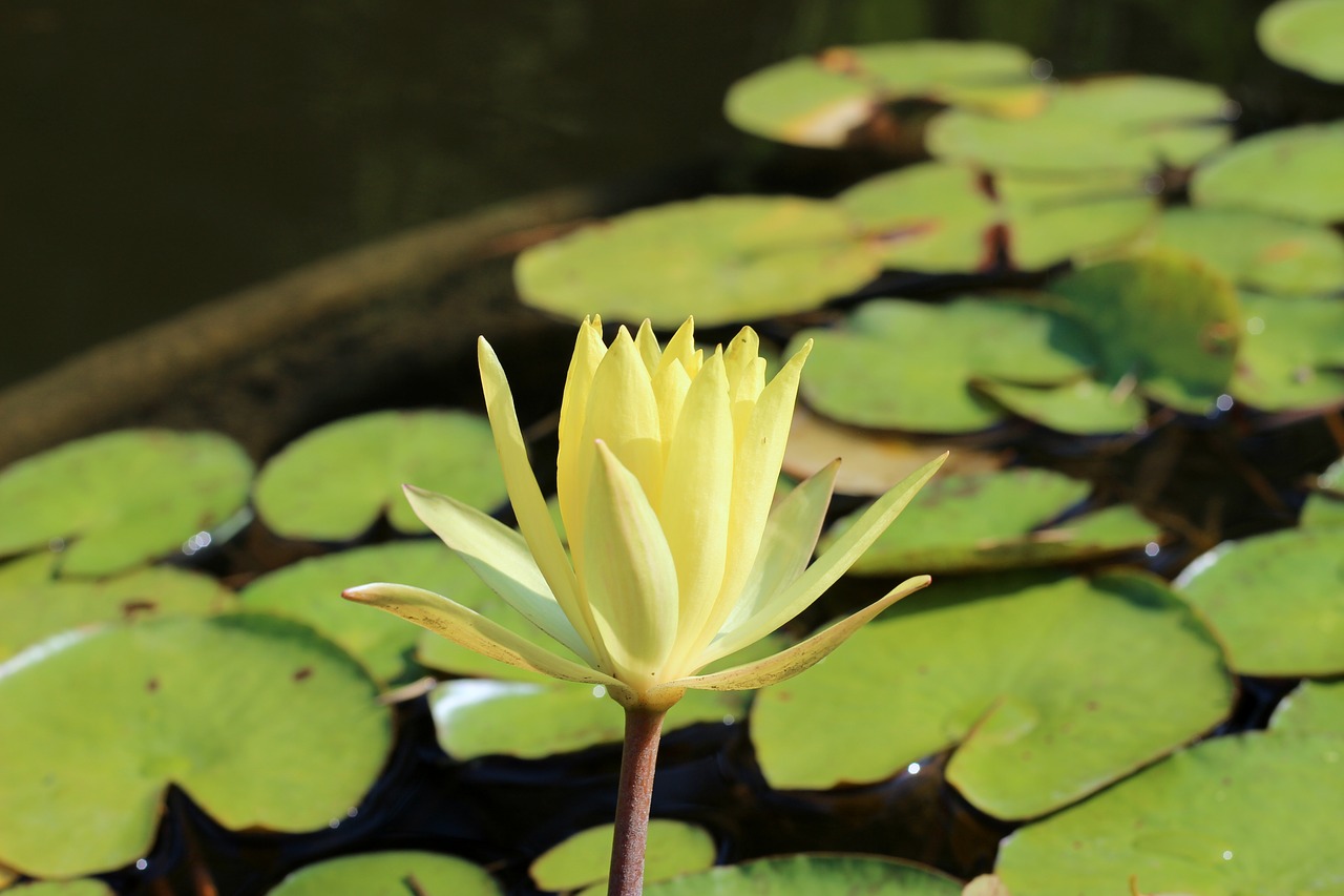 water lily  blossom  bloom free photo