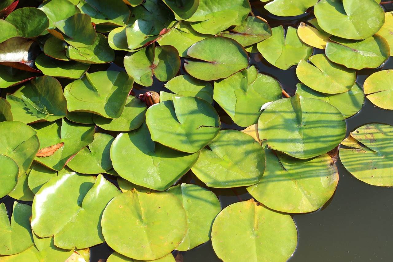 water lily  leaves  pond free photo