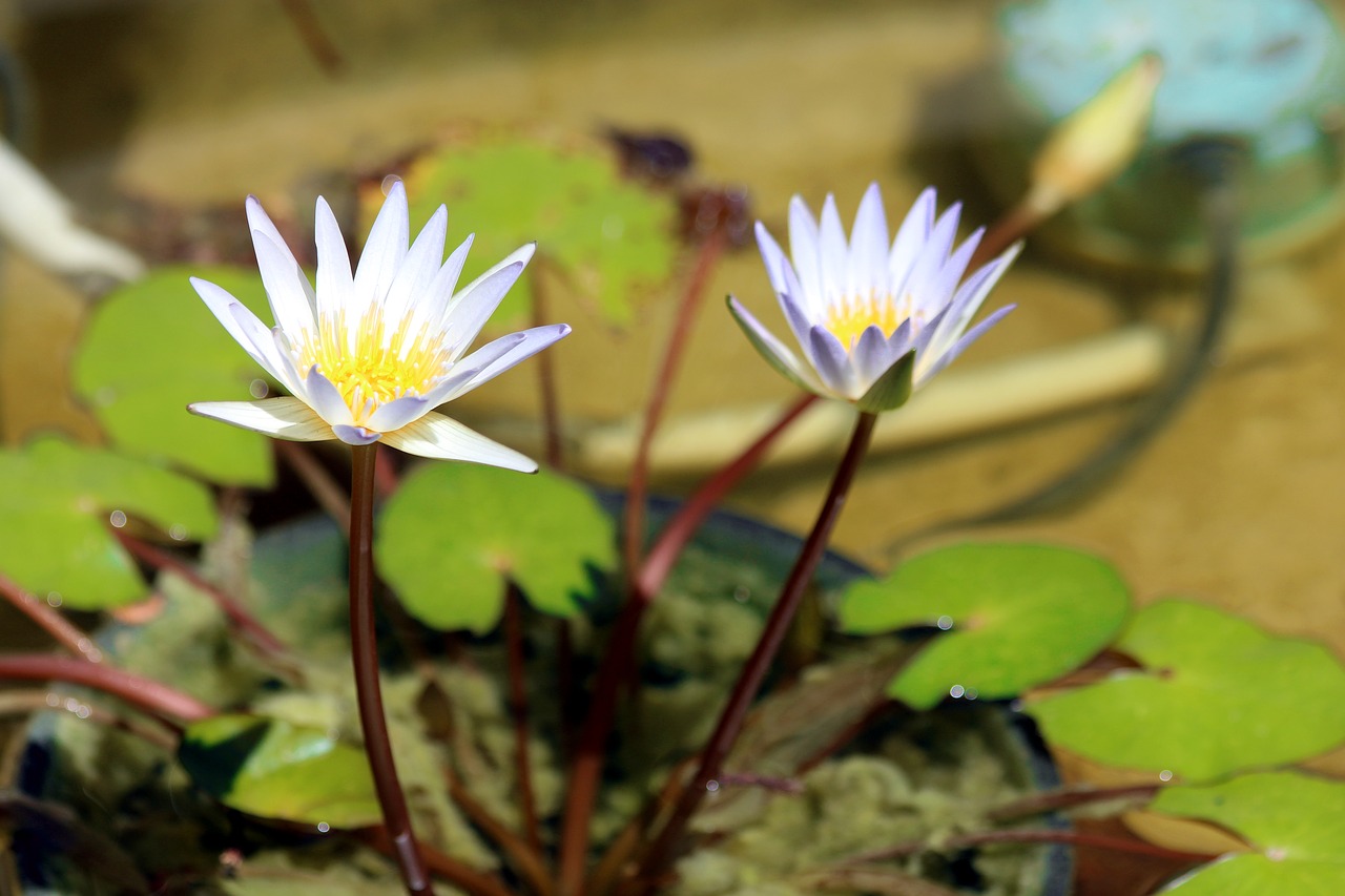 water lily  flowers  sheet free photo