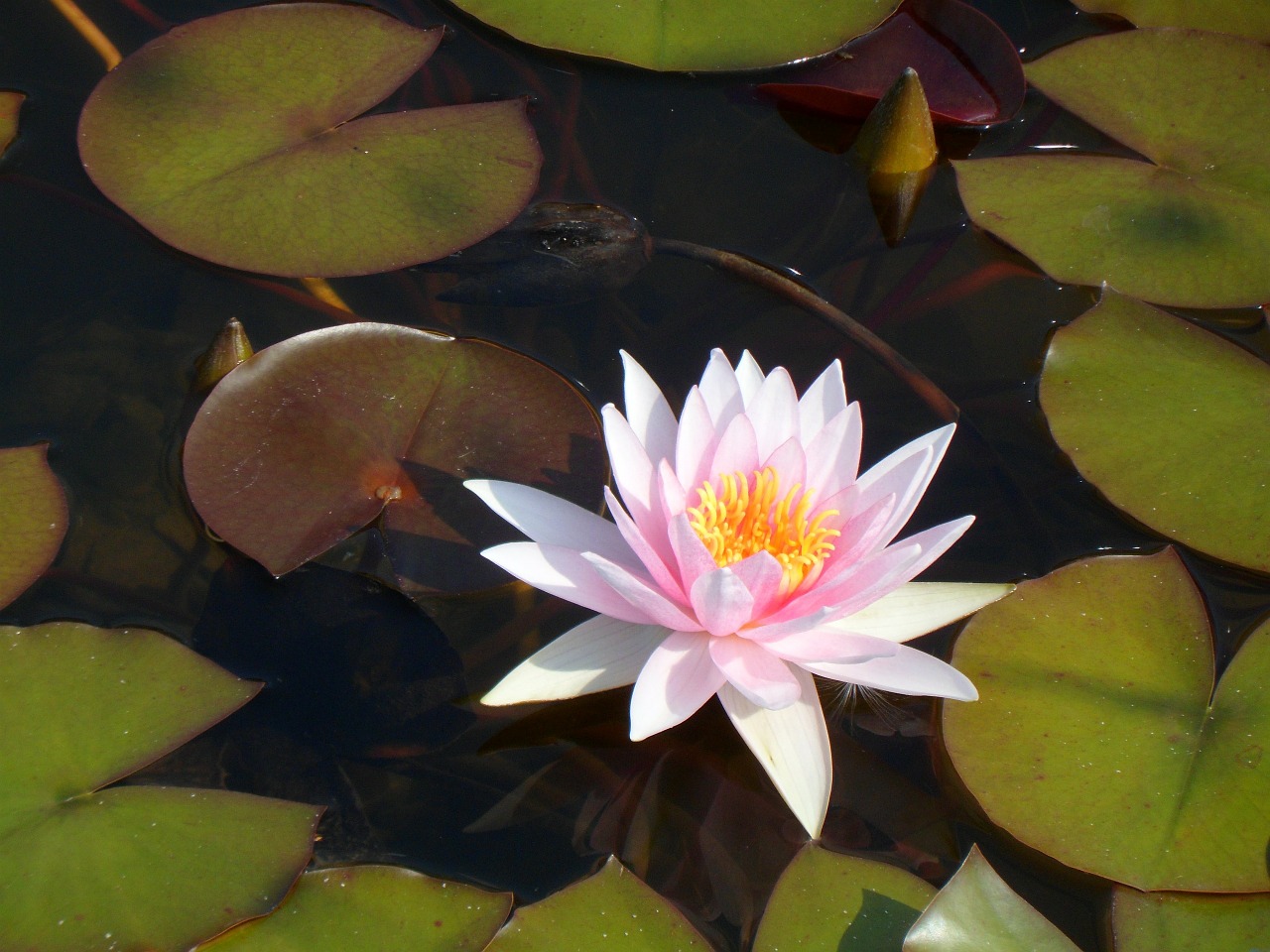 water lily nature nuphar free photo