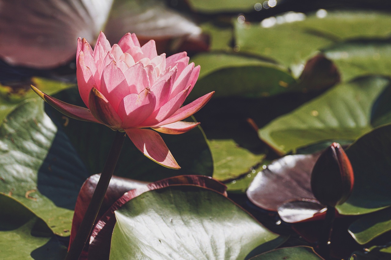 water lily  pink  blossom free photo