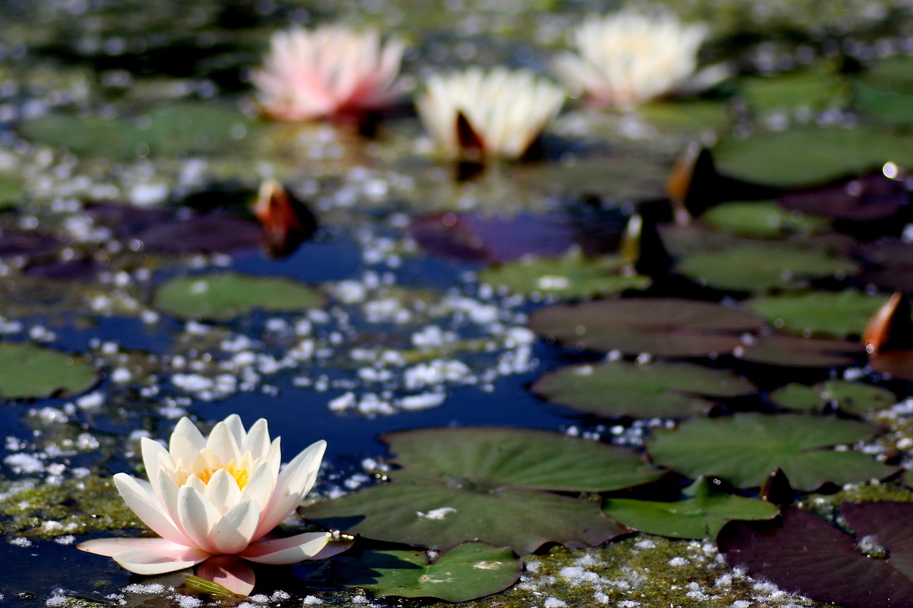 water lily  lily pond  pond free photo