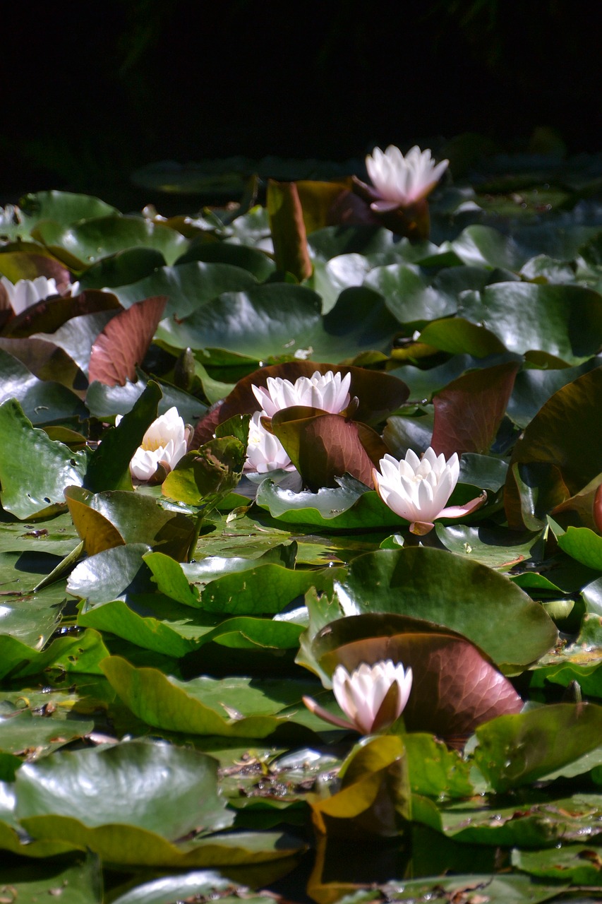 water lily  flower  bloom free photo