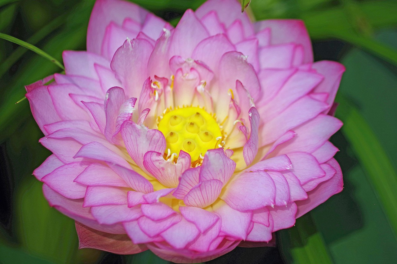 water lily  lotus  pond free photo