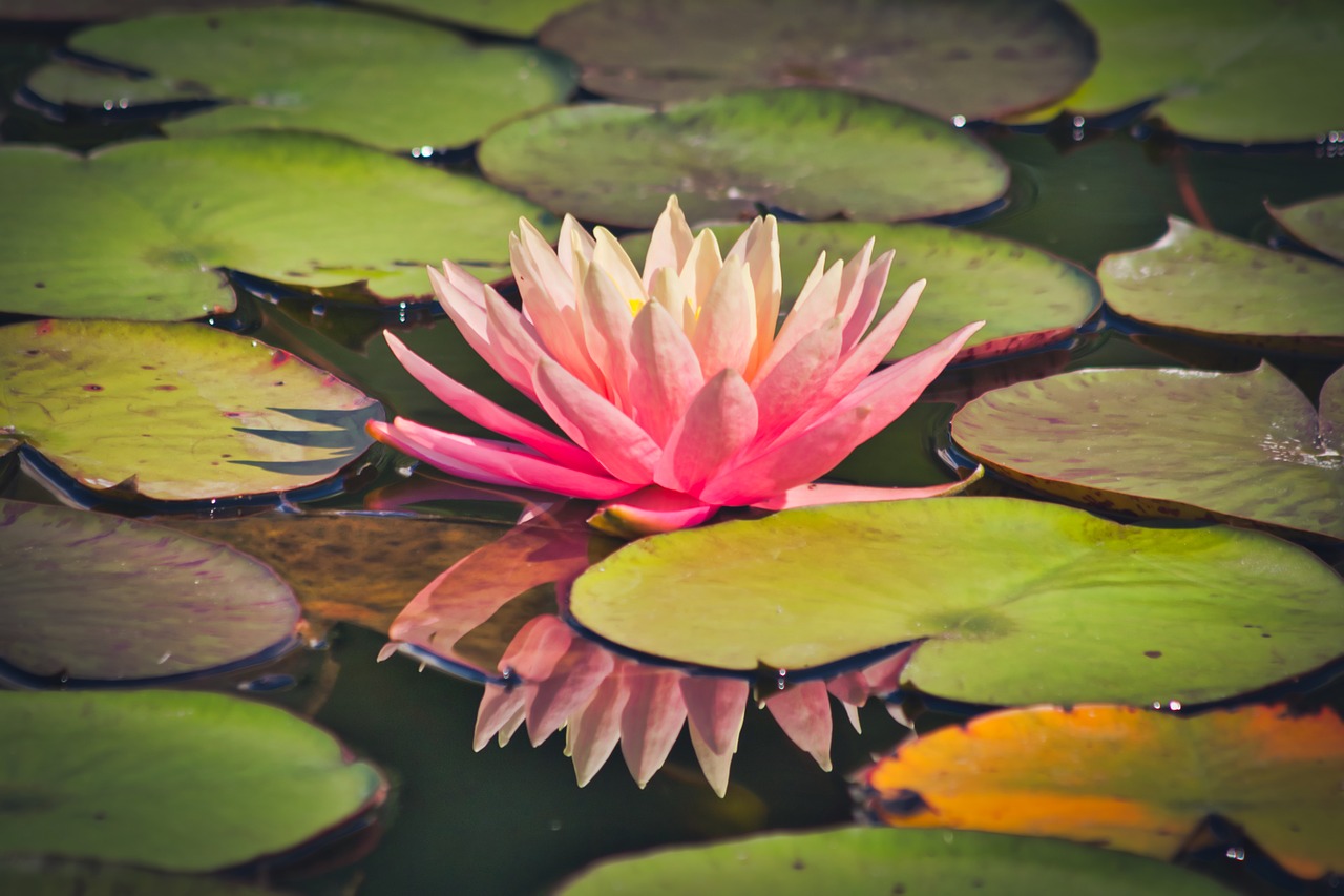 water lily  pond  flower free photo