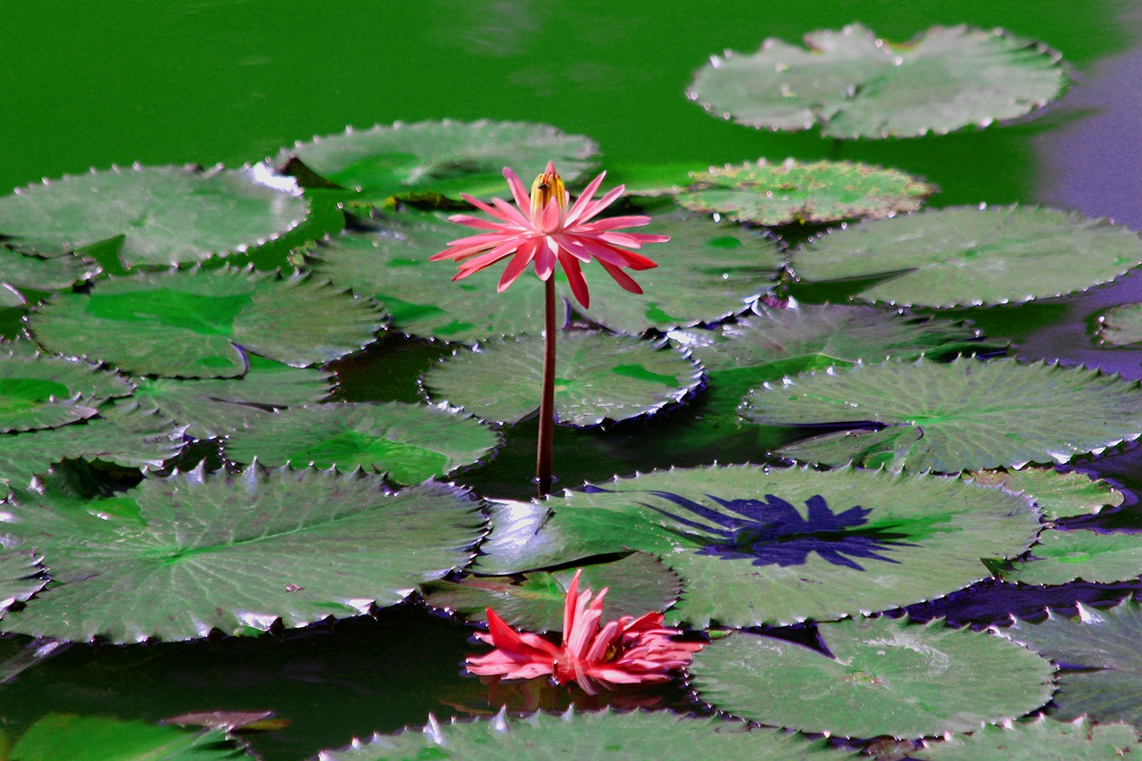 water lily  flower  sheet free photo