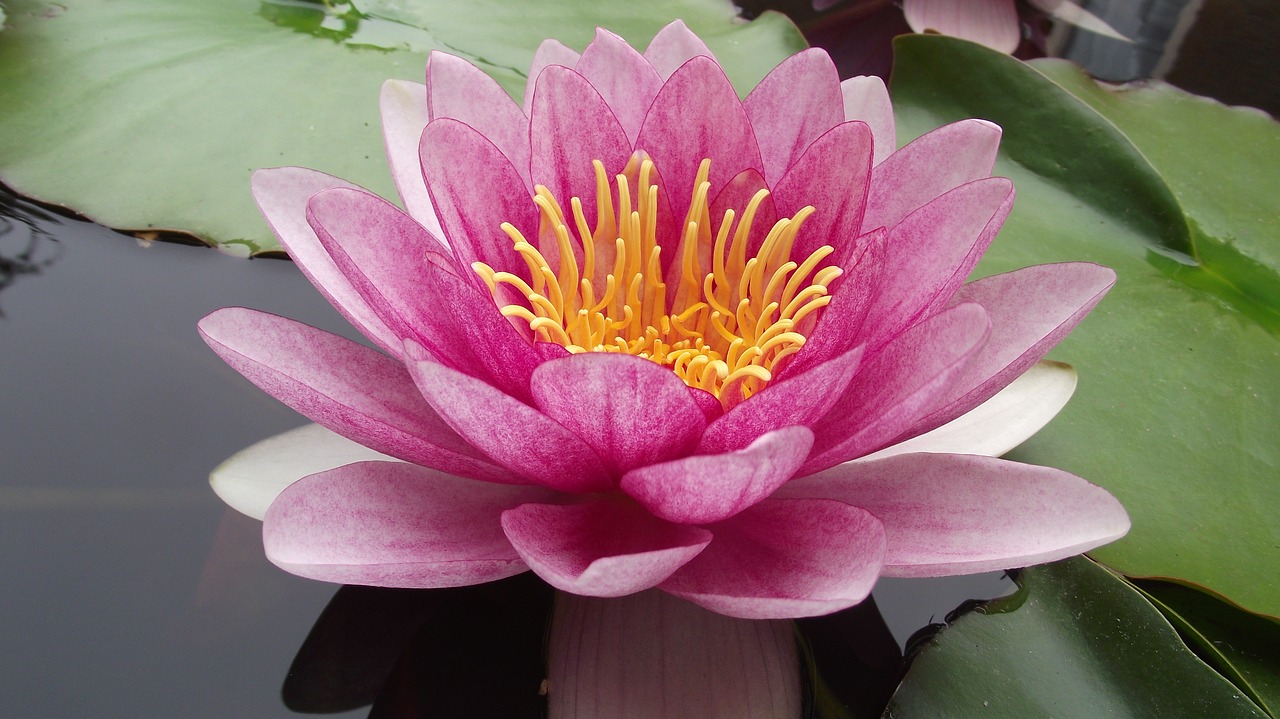water lily  pink water lily  pond plants free photo