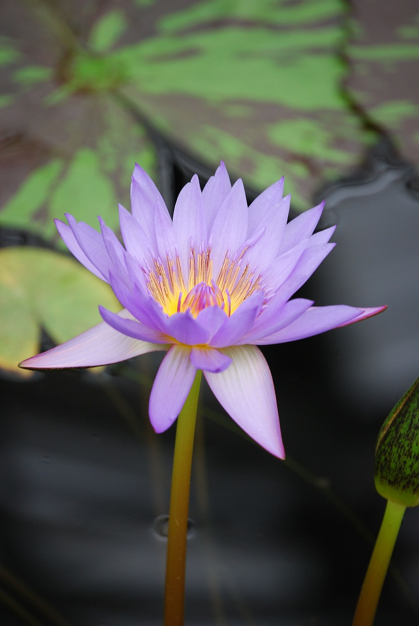 water lily flower pond free photo