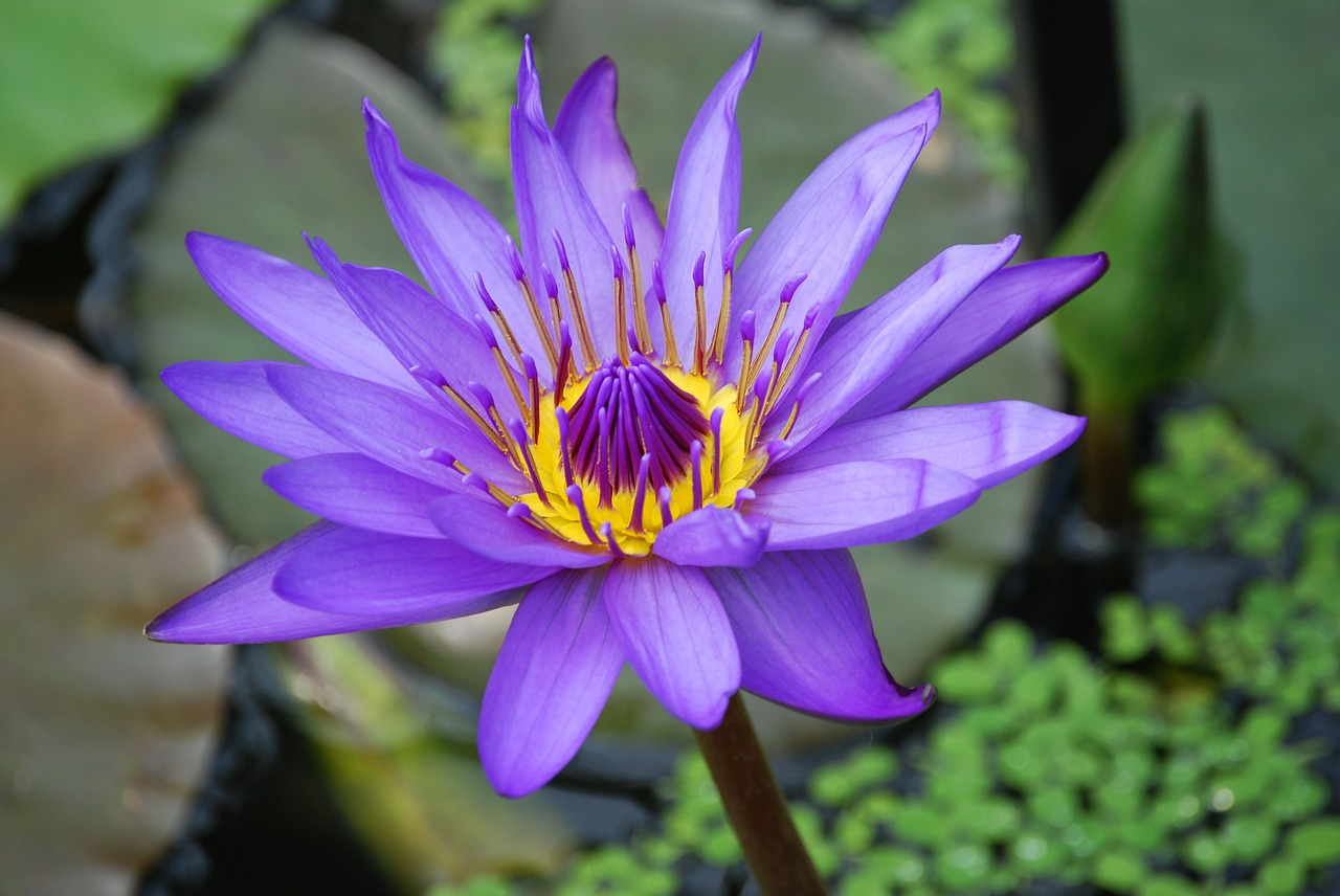 water lily flower pond free photo