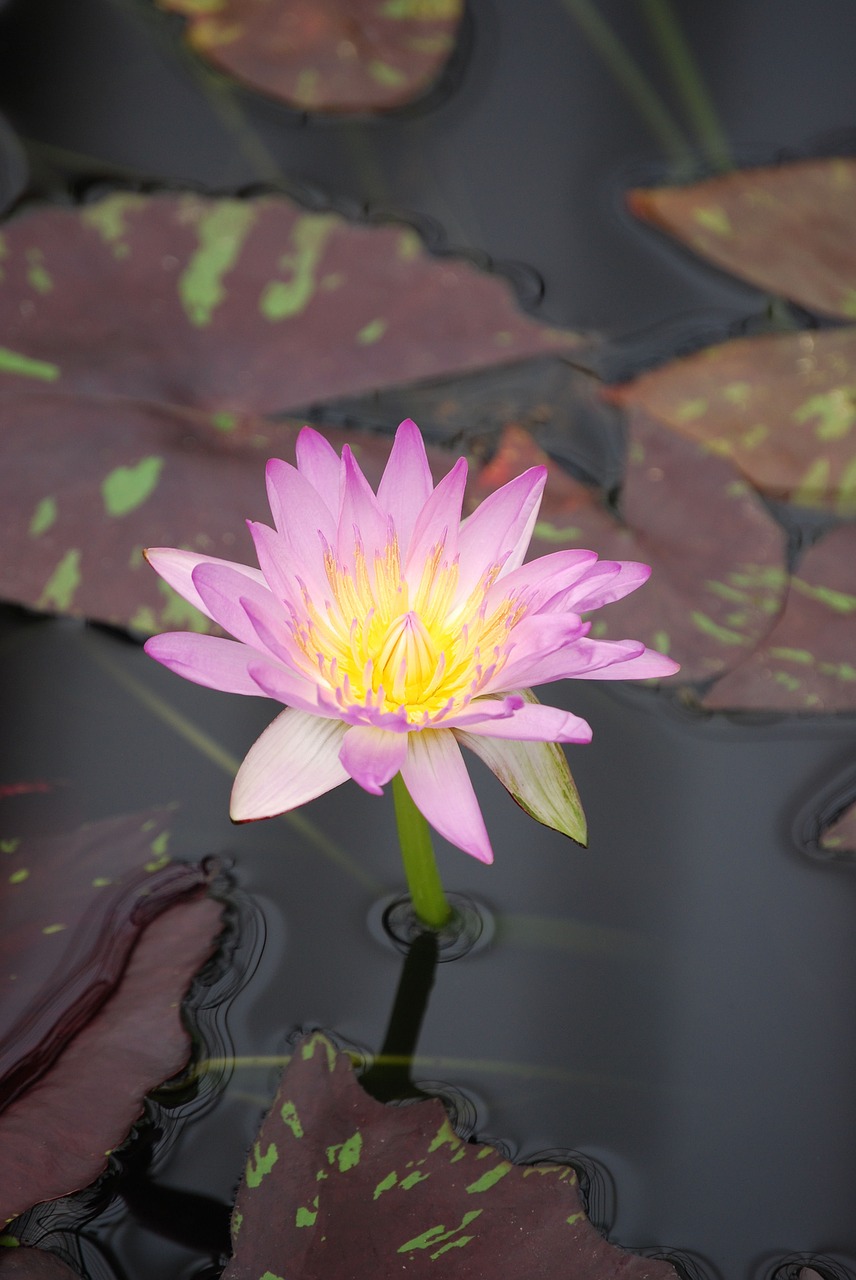 water lily flower pond free photo