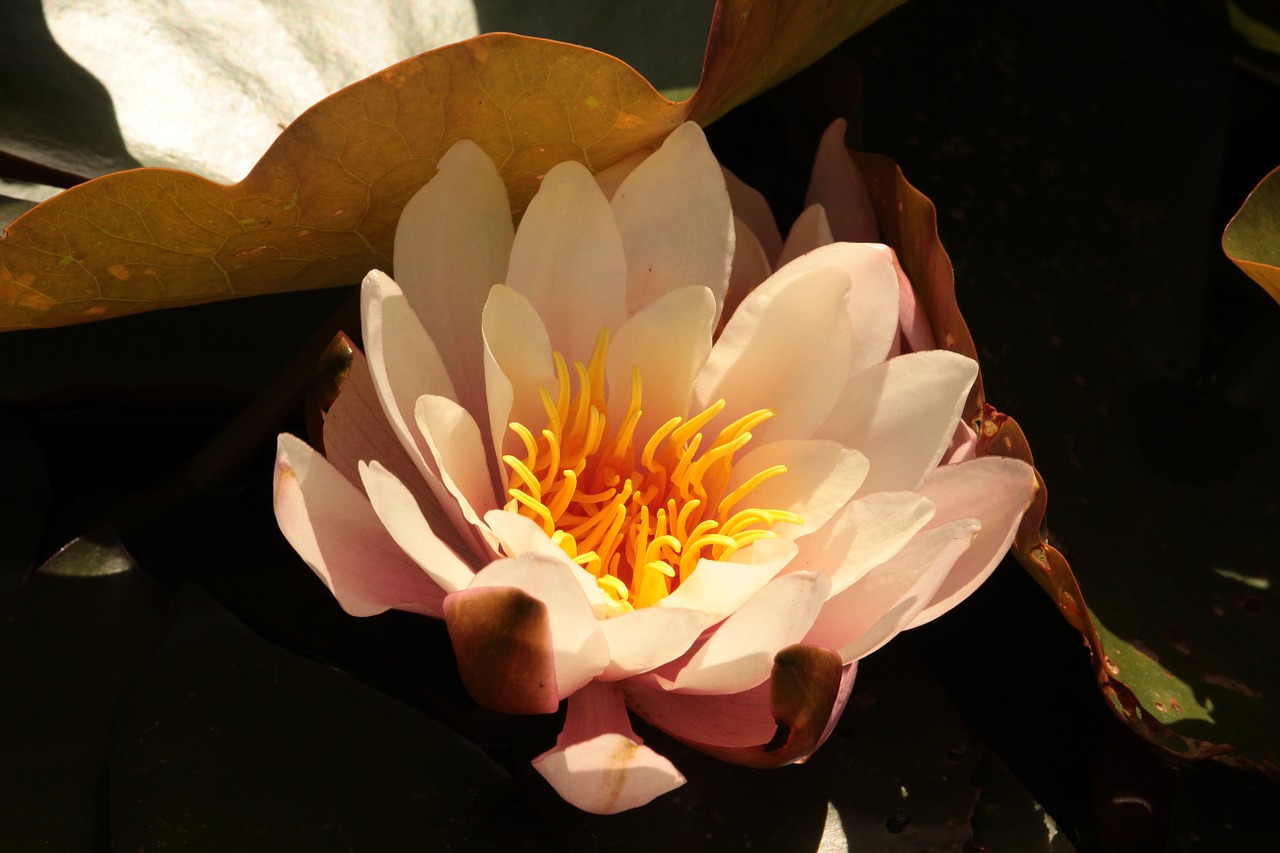 water lily blossom bloom free photo