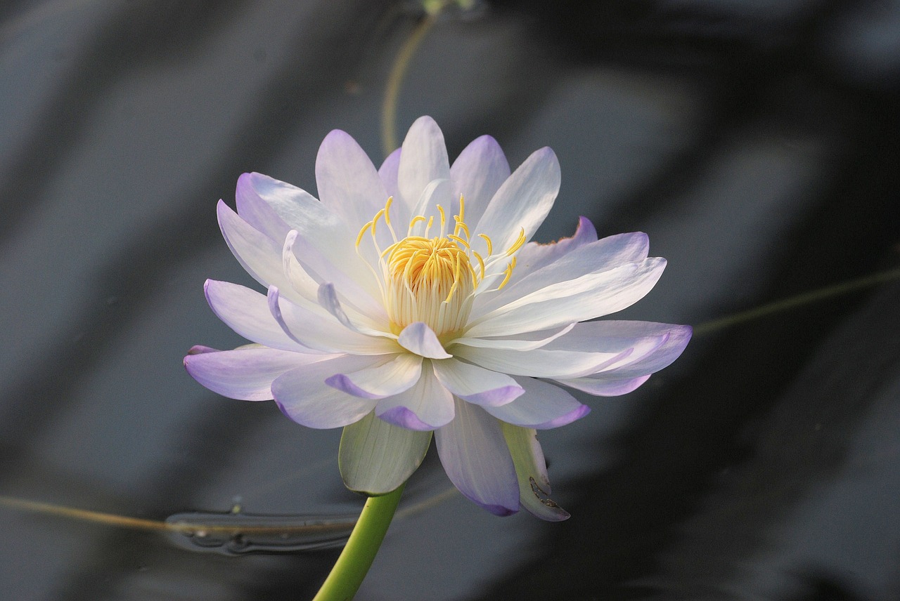 water lily bloom pond free photo
