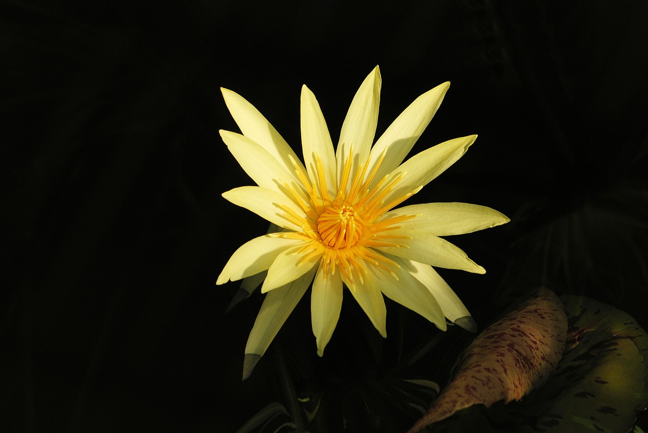 water lily bloom pond free photo