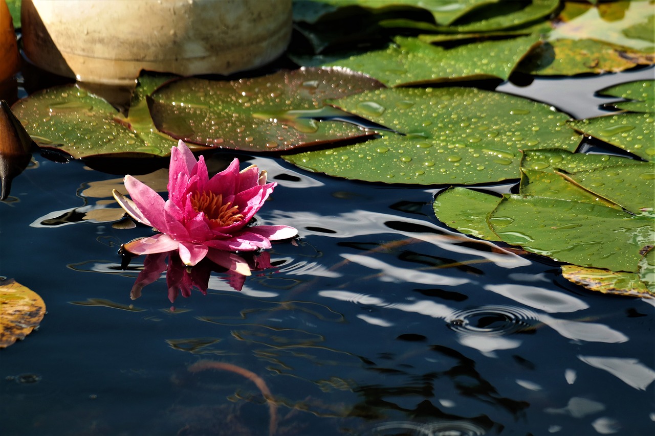 water lily  flower  water free photo