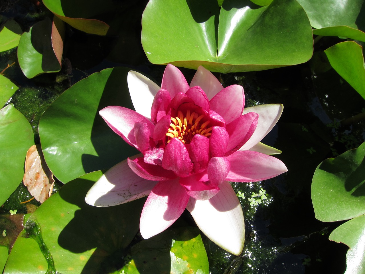 water lily  plant  flower free photo