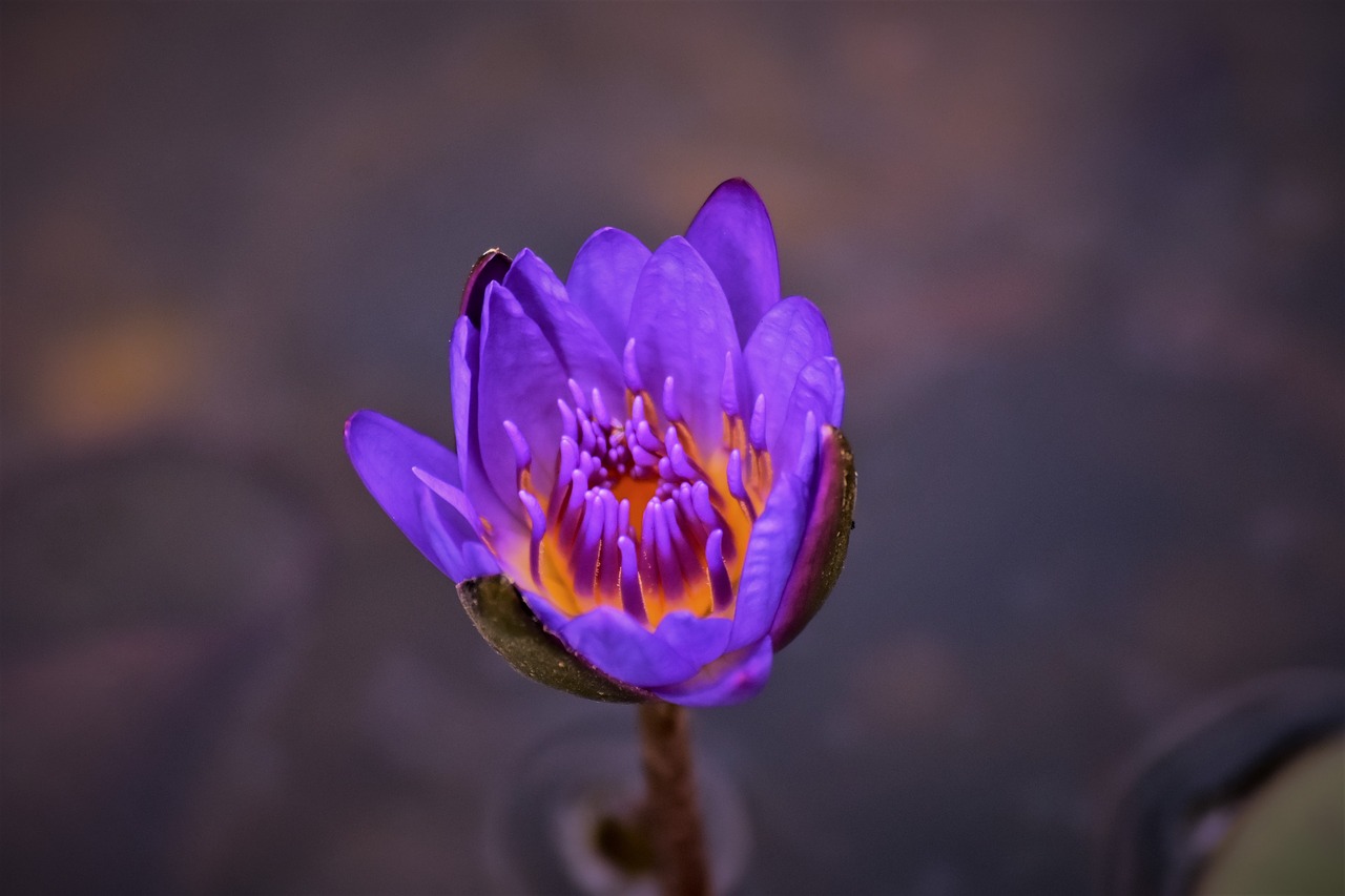 water lily  flower  bloom free photo