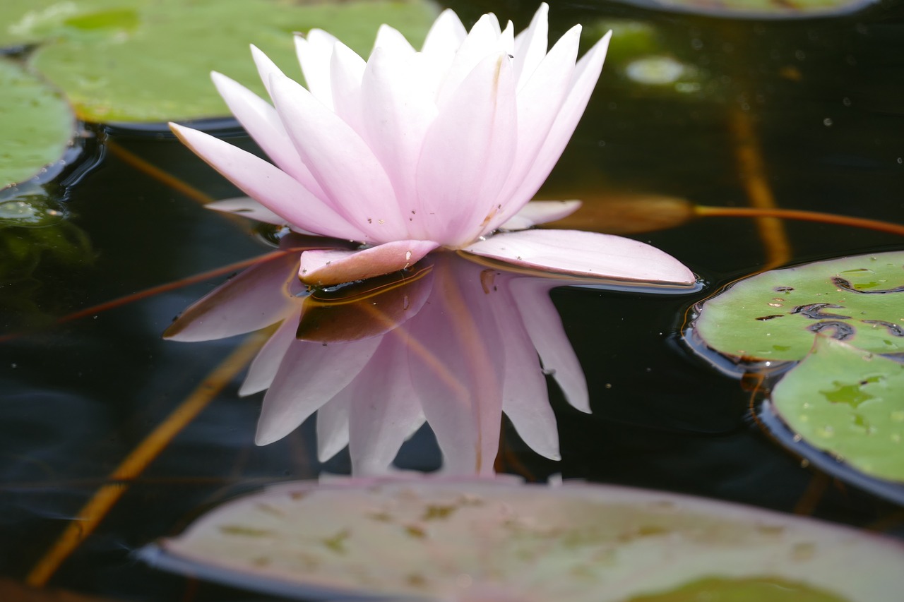 water lily  water reflection  water free photo