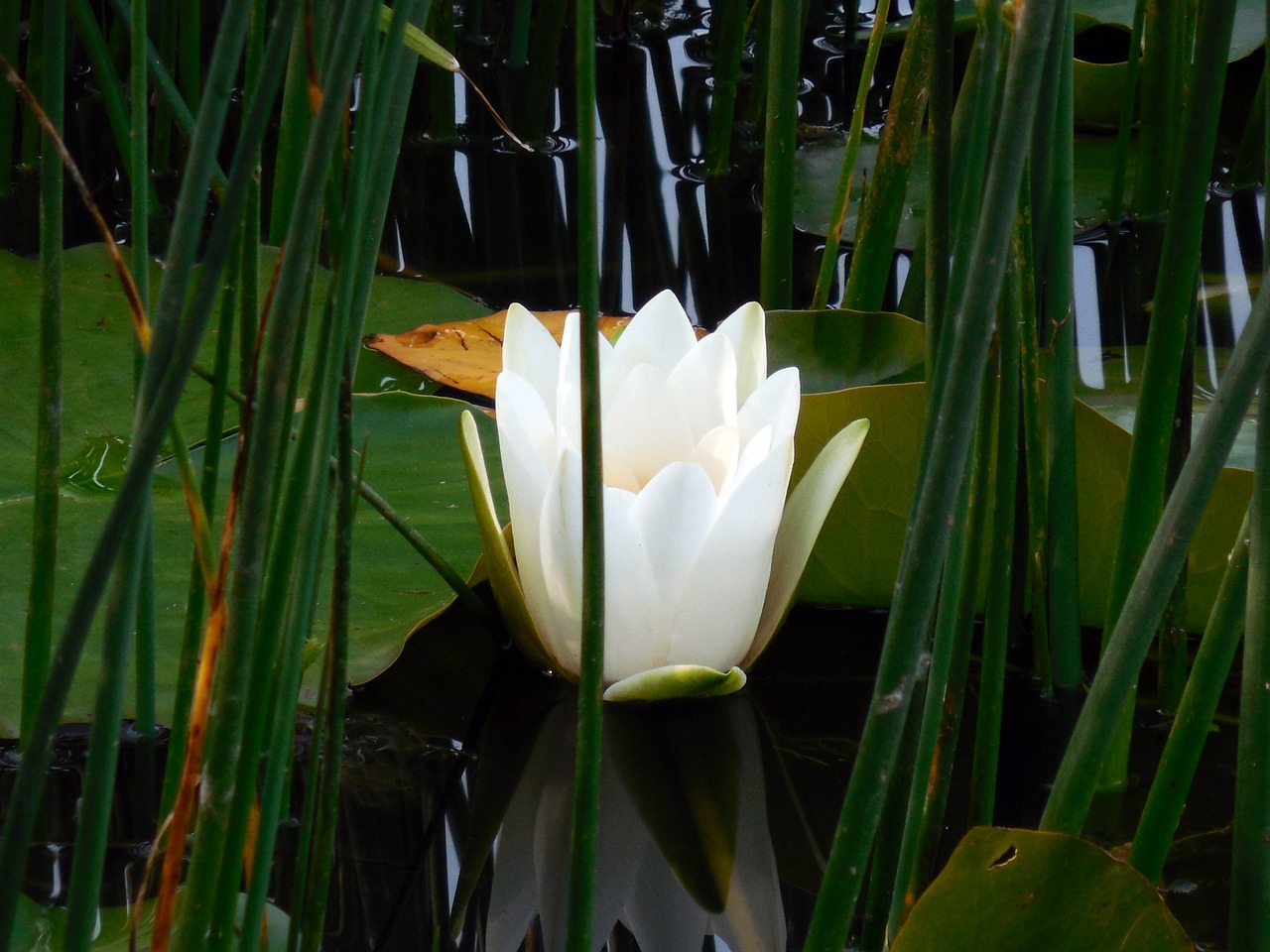 water lily nuphar blossom free photo