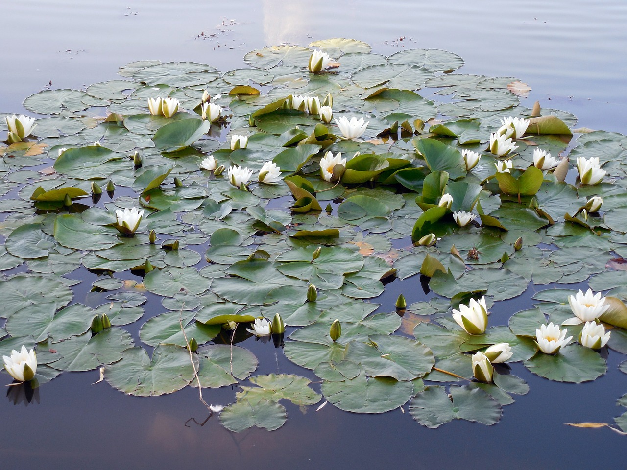 water lily nuphar blossom free photo